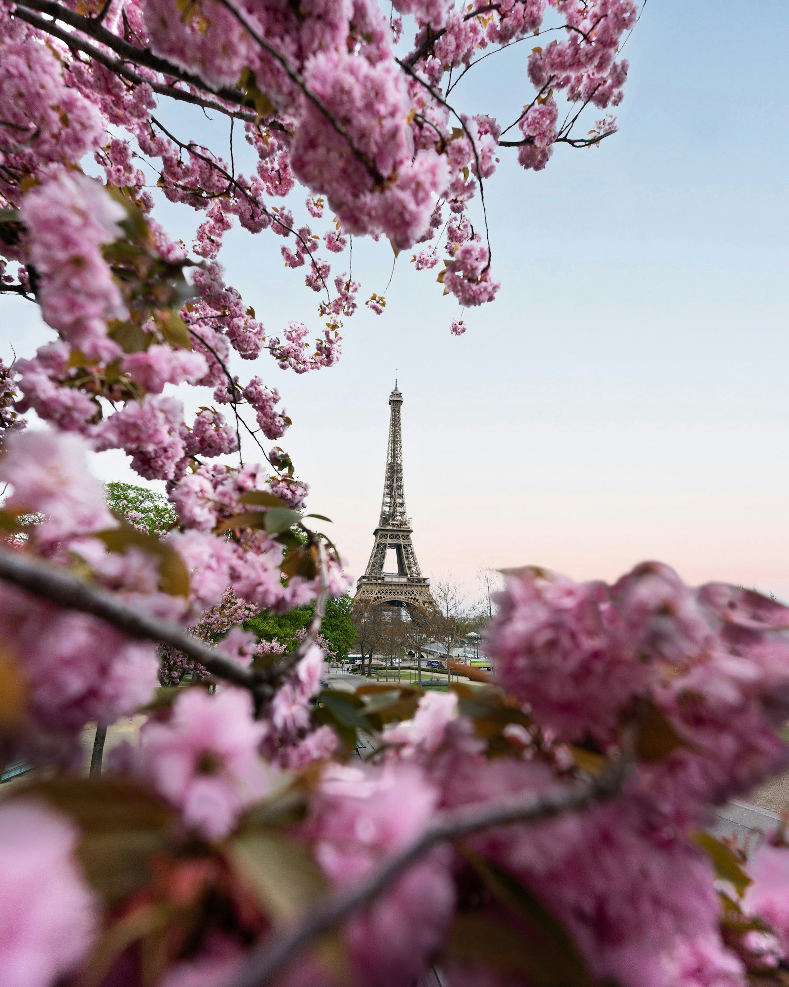 Eiffel Tower framed by pink cherry blossoms in Paris, a top spring break 2027 pick for families
